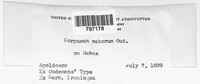 Coryneum ruborum image